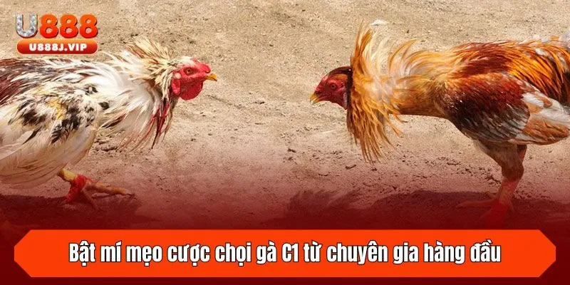 Bật mí mẹo cược chọi gà C1 từ chuyên gia hàng đầu