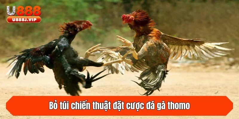 Bỏ túi chiến thuật đặt cược đá gà thomo