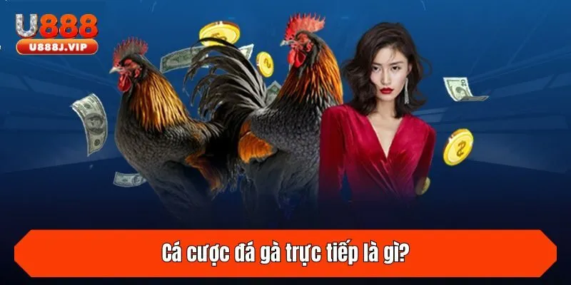 Cá cược đá gà trực tiếp là gì?