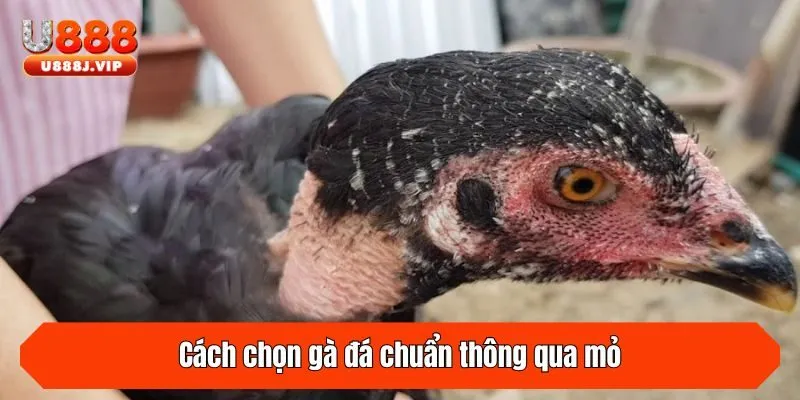 Cách chọn gà đá chuẩn thông qua mỏ