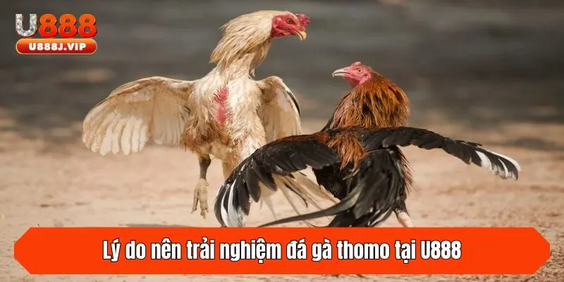 Lý do nên trải nghiệm đá gà thomo tại U888