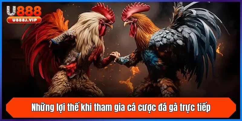 Những lợi thế khi tham gia cá cược đá gà trực tiếp