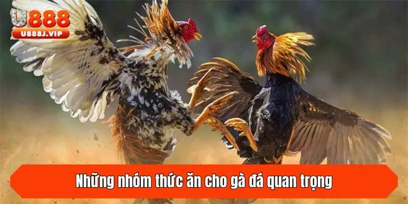 Những nhóm thức ăn cho gà đá quan trọng