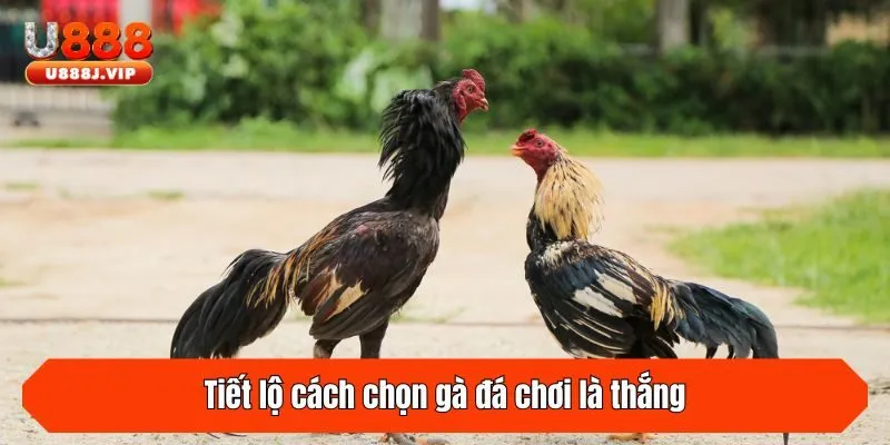 Tiết lộ cách chọn gà đá chơi là thắng