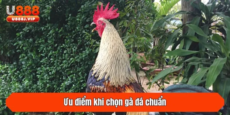 Ưu điểm khi chọn gà đá chuẩn
