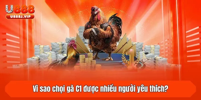 Vì sao chọi gà C1 được nhiều người yêu thích?