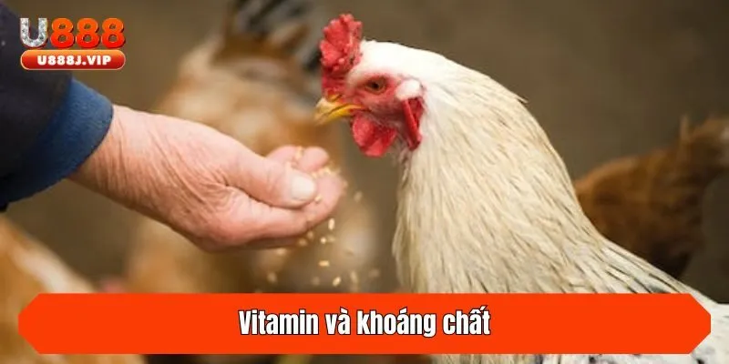 Vitamin và khoáng chất